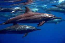 Marsa Alam - Red Sea Dive Holiday. Dolphins.